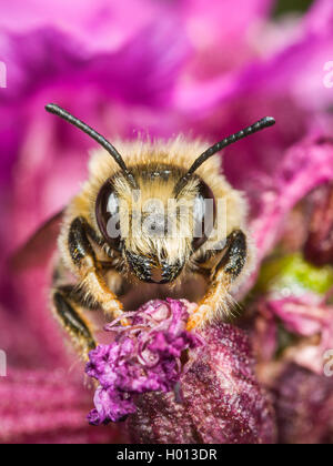 Blatt-Cutter Bee (Megachile Nigriventris), männlich Nahrungssuche auf Klamme Campion (Silene viscaria), Deutschland Stockfoto