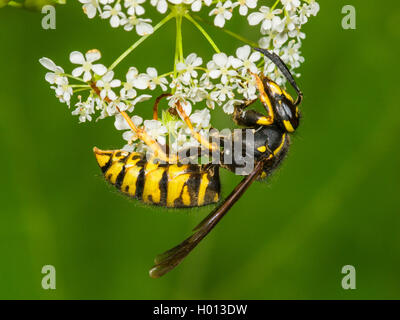 Deutsche Wespe (Vespula germanica, Vespa germanica, Paravespula germanica), Königin der Nahrungssuche über Kuh Petersilie (Anthriscus sylvestris), Deutschland Stockfoto