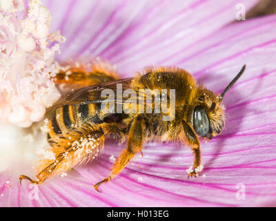 Eucera (Tetralonia macroglossa, Eucera macroglossa, Tetralonia malvae), Weibliche in der Blume von Moschus - Malve (Malva moschata), Deutschland Stockfoto