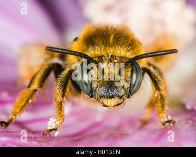 Eucera (Tetralonia macroglossa, Eucera macroglossa, Tetralonia malvae), Weibliche in der Blume von Moschus - Malve (Malva moschata), Deutschland Stockfoto