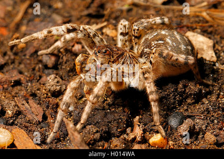 Südrussland tarantula (Lycosa singoriensis), auf dem Boden, Österreich Stockfoto