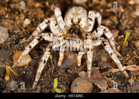 Südrussland tarantula (Lycosa singoriensis), auf dem Boden, Österreich Stockfoto