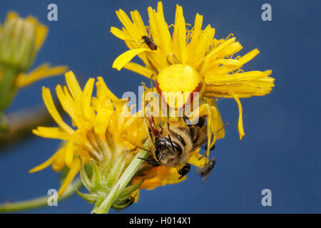 Goldrute crab Spider (Misumena vatia), mit Beute auf einem gelben Composite, Österreich Stockfoto