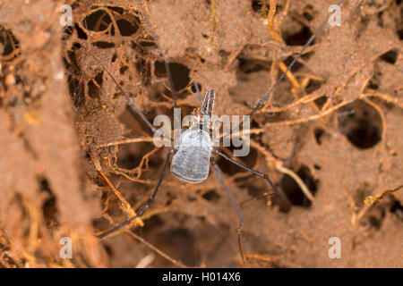 Schnitter (Mitostoma alpinum), auf dem Boden, Österreich Stockfoto