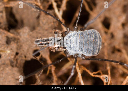 Schnitter (Mitostoma alpinum), auf dem Boden, Österreich Stockfoto