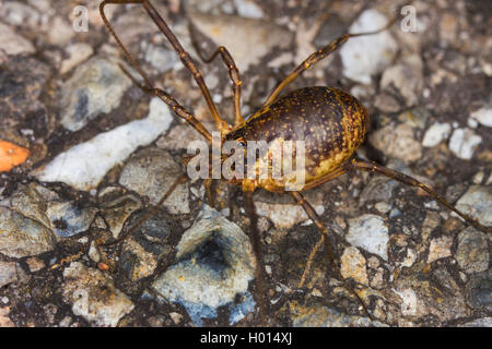 Schnitter (Oligolophus tridens), Weibliche, Österreich Stockfoto