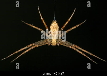 Philodromus (Philodromus margaritatus), vor schwarzem Hintergrund, Österreich Stockfoto