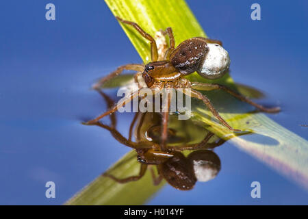 Pirate Spinne (Pirata spec.), Weibchen mit Kokon auf ein Blatt im Wasser, Deutschland Stockfoto