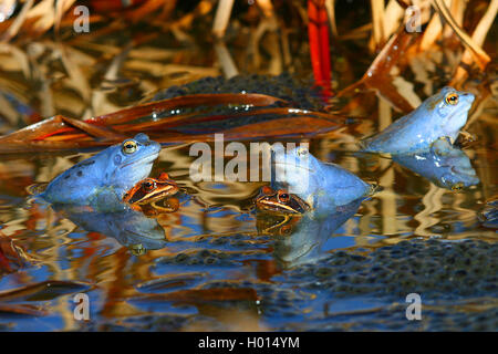 Moorfrosch (Rana arvalis), moorfrosch Pärchen zwischen spawn, Österreich Stockfoto