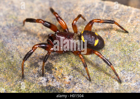 Gewirr-Web spider (Steatoda phalerata, Asagena phalerata), auf einem Stein, Österreich Stockfoto