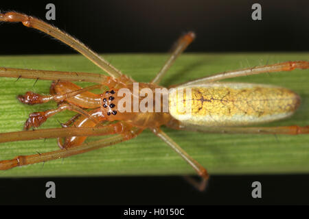 Lange backen orb Weaver (Tetragnatha spec.), auf einem Blatt, Österreich Stockfoto