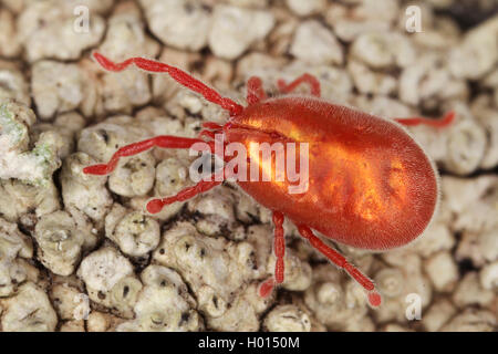 Red Velvet Mite, Regen Bug (Thrombidiidae), auf dem Boden, Österreich Stockfoto