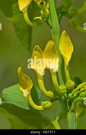 Birthwort (Aristolochia Clematitis), Blumen, Deutschland Stockfoto