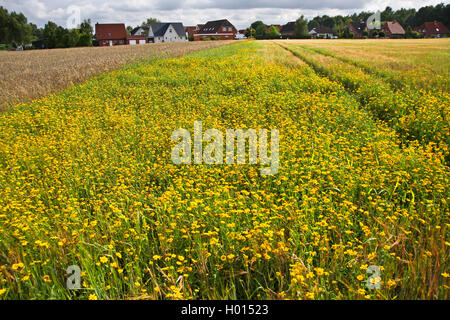 Mais, Mais ringelblume Chrysantheme (Chrysanthemum segetum, Glebionis segetum), als Unkraut in einem Maisfeld, Deutschland Stockfoto