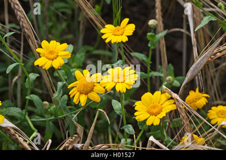 Mais, Mais ringelblume Chrysantheme (Chrysanthemum segetum, Glebionis segetum), als Unkraut in einem Maisfeld, Deutschland Stockfoto