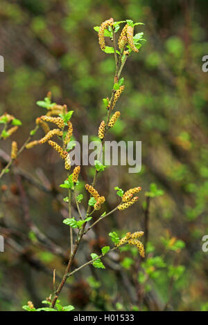 Arktis Zwerg Birke (Betula humilis), blühende, Deutschland Stockfoto