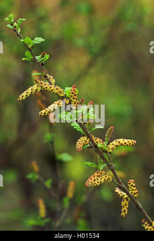 Arktis Zwerg Birke (Betula humilis), blühende, Deutschland Stockfoto