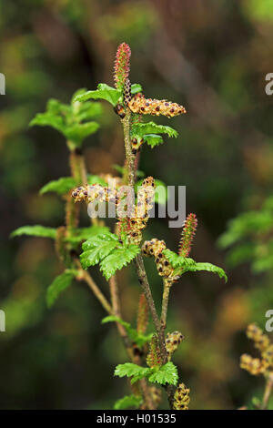 Arktis Zwerg Birke (Betula humilis), blühende, Deutschland Stockfoto