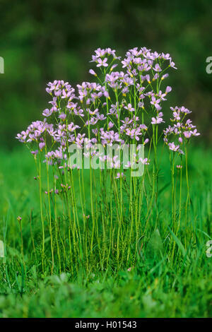 Moor, Pink, Kuckuck Blume, Lady's Smock, Milchmädchen (Cardamine Pratensis), blühen in einer Wiese, Deutschland Stockfoto