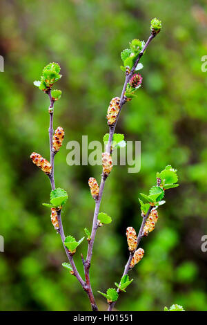 Arktis Zwerg Birke (Betula humilis), blühende, Deutschland Stockfoto
