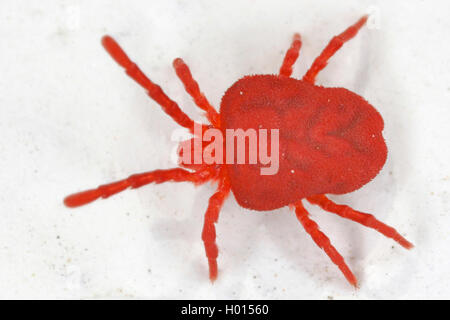 Velvet mite (Trombidium holosericeum), auf weißem Grund, Österreich Stockfoto