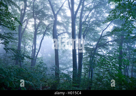 Geheimnisvolle nebligen Wald in der Dämmerung, Deutschland, Nordrhein-Westfalen, Ruhrgebiet, Witten Stockfoto