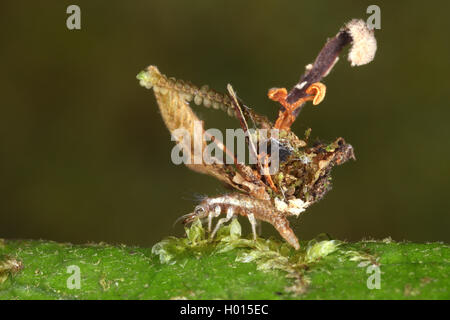 Florfliegen (Chrysopidae), Larven, carmouflaged durch verschiedene Dinge auf seinem Rücken, Costa Rica, Puntarenas Stockfoto