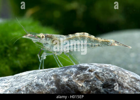 Europäische Süßwasser-Garnelen (Atyaephyra desmaresti), auf einem Stein Stockfoto