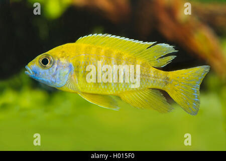 Kaiser cichlid (Aulonocara nyassae), Gelb Stockfoto