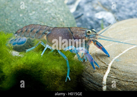 Yabbie (Cherax destructor), im Aquarium Stockfoto