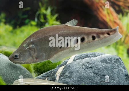 Indische featherback featherback, Clown, Clown messerfischgattung (Notopterus Notopterus chitala, chitala), Schwimmen Stockfoto