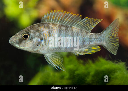 Messer Dimidiochromis compressiceps Malawi-Cyrtocara (5 Farbe), 5 Farbe Stockfoto