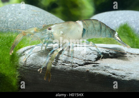 Himalayan Süßwasser-Garnelen (Macrobrachium agwi), sitzt auf einem Stein Stockfoto