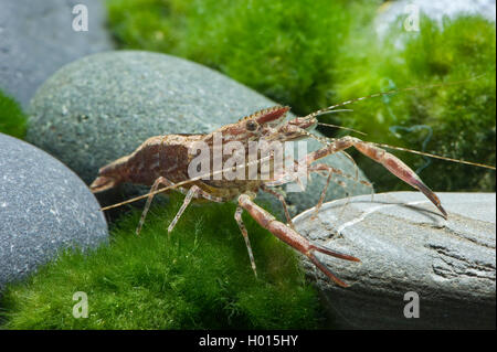 Red Rusty Garnele (Macrobrachium assamense), auf dem Boden sitzend Stockfoto