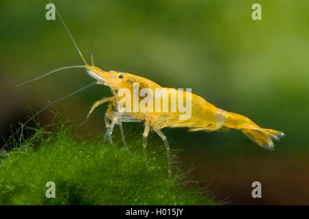 Cherry Garnelen (Neocaridina davidi, neocaridina heteropoda), Gelb Stockfoto