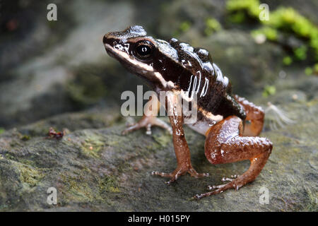 Talamanca rocket Frog, Talamanca gestreifte Rocket frog (Colostethus talamancae Alobates talamancae,), auf dem Boden, Costa Rica Stockfoto