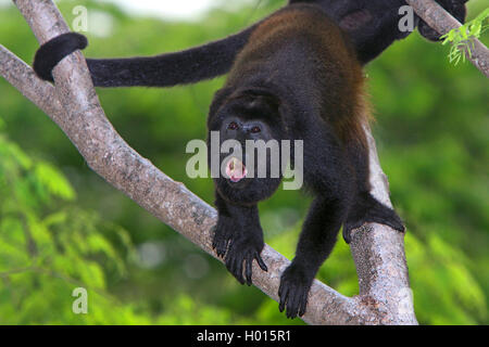 Mantled Brüllaffen (Alouatta palliata), auf einem Zweig, Costa Rica Stockfoto