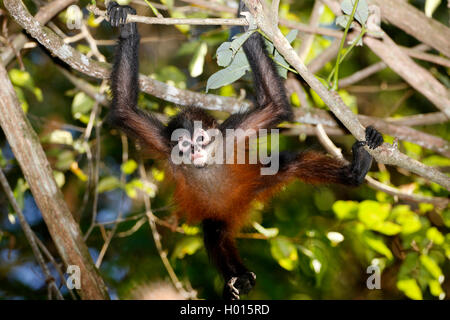 Black-headed Spider monkey (Ateles geoffroyi), brachiate an Zweigen, Costa Rica Stockfoto