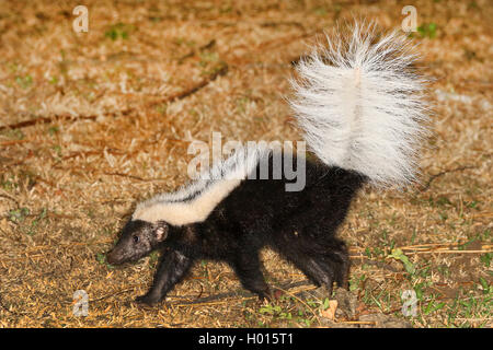 Gestreifte hog-gerochene Skunk (Conepatus semistriatus), Wandern, Costa Rica Stockfoto