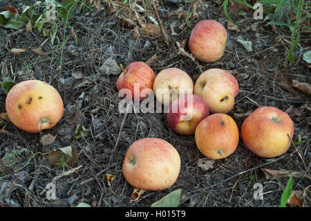 Gefallenen organische Gala äpfel Verrotten auf dem Boden im Obstgarten. Stockfoto