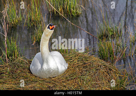 Höckerschwan (Cygnus olor), Zucht auf dem Nest an der Waterfront, Vorderansicht, Deutschland Stockfoto