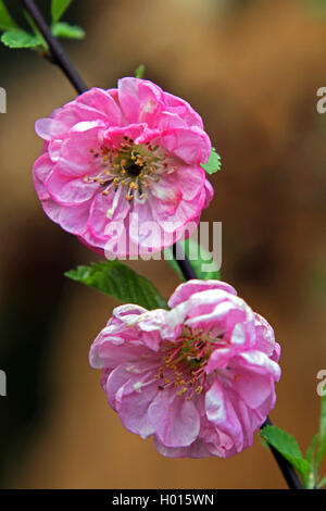 Blühende Mandelbaum (Prunus triloba), Blumen Stockfoto