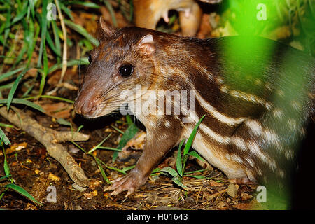Lowland Paca, beschmutzt Paca (Cuniculus paca), Porträt, Costa Rica Stockfoto