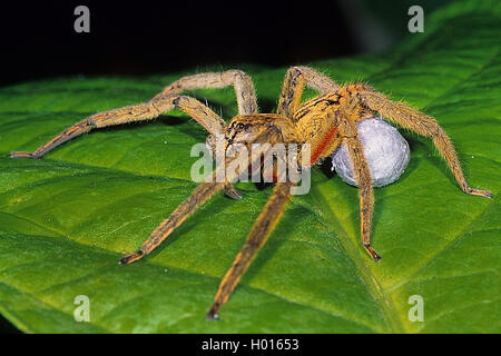 Wandering Spinne, Banane Spinne (Cupiennius getazi), weiblich, sitzend auf einem Blatt mit gesponnen, Cocoon, Seitenansicht, Costa Rica Stockfoto