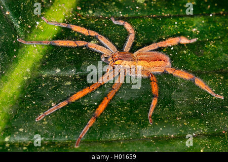 Wandering Spinne, Banane Spinne (Cupiennius getazi), weiblich, sitzend auf einem Blatt, Ansicht von oben, Costa Rica Stockfoto