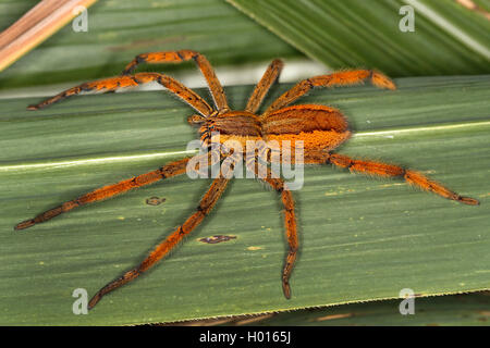 Wandering Spinne, Banane Spinne (Cupiennius getazi), weiblich, sitzend auf einem Blatt, Ansicht von oben, Costa Rica Stockfoto