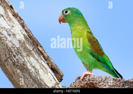 Orange, dass parakeet (Sperlingsvögel jugularis), auf einem toten Baum Stockfoto