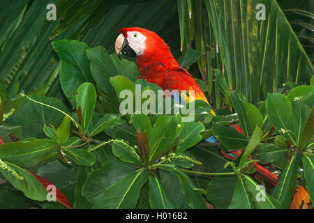 Hellrote Ara (Ara macao), auf einem Baum, Costa Rica Stockfoto