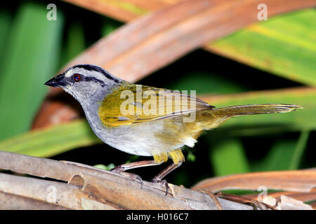 Schwarz-gestreifte Sparrow (Arremonops conirostris), auf einem Blatt, Costa Rica Stockfoto