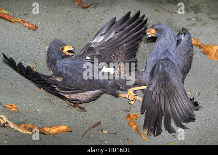 Mangrove Black Hawk (Buteogallus subtilis, Buteogallus anthracinus subtilis), zwei kämpfende Mangrove schwarzen Falken, Costa Rica Stockfoto